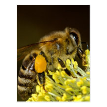 Bee at Work Postcards