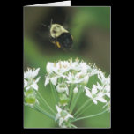 Bee Away cards