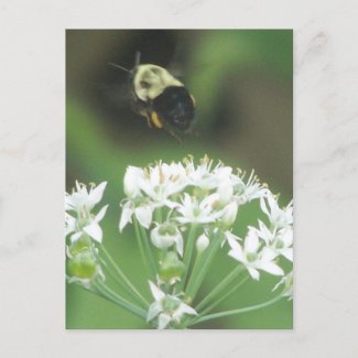 Bee Away postcard