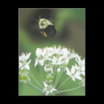Bee Away postcards