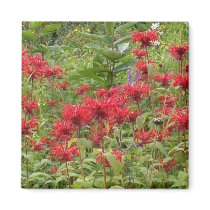 Bee Balm and Milkweed 2 Bookmark magnets by MyBookmarks Bee Balm and Milkweed 2 Bookmark magnets