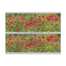 Bee Balm and Milkweed 2 Bookmark postcards by MyBookmarks Bee Balm and Milkweed 2 Bookmark postcards