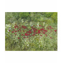 Bee Balm (Bergamont) in August t-shirts