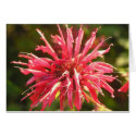 Bee Balm cards