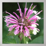 Bee Balm Flower Blossom Print