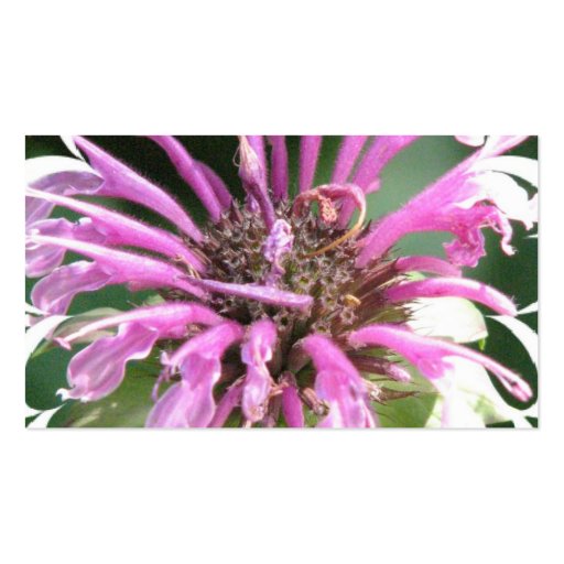 Bee Balm Flowers Business Card (back side)