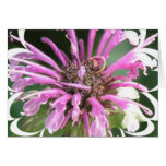 Bee Balm Flowers Greeting Card