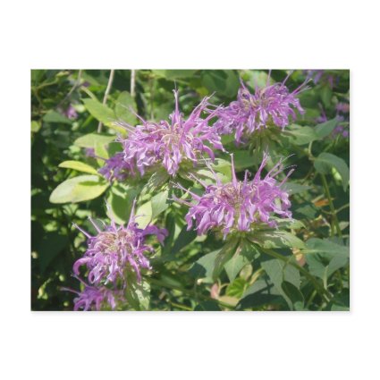 Bee Balm, Monarda Fistulosa postcard
