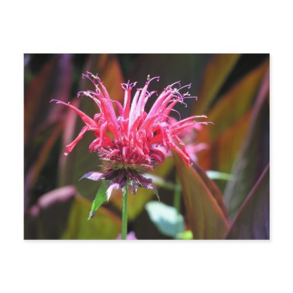 Bee Balm postcard