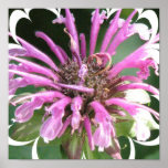 Bee Balm Poster Print