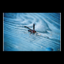 Bee Blue Poster posters by 3131theory Bee Blue Poster posters
