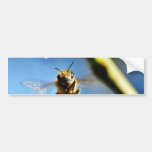 Bee Buzzing Around The Lemon Tree On My Balcony Bumper Stickers