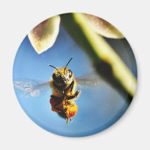 Bee Buzzing Around The Lemon Tree On My Balcony Refrigerator Magnet