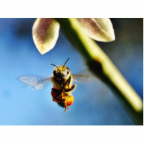 Bee Buzzing Around The Lemon Tree On My Balcony photo sculptures