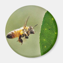 Bee Buzzing Around The Myer Lemon Tree On My Balco Refrigerator Magnet