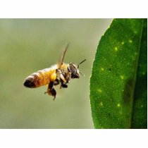 Bee Buzzing Around The Myer Lemon Tree On My Balco photo sculptures