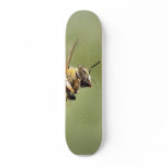 Bee Buzzing Around The Myer Lemon Tree On My Balco Custom Skateboard