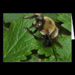 Bee cards