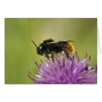 Bee Cards cards