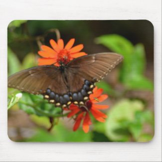 Bee Chasing a Butterfly Mousepads