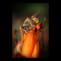 Bee Collecting Pollen posters