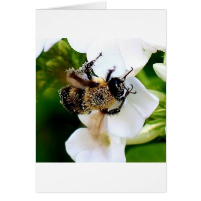 Bee covered with pollen. greeting card by brassica