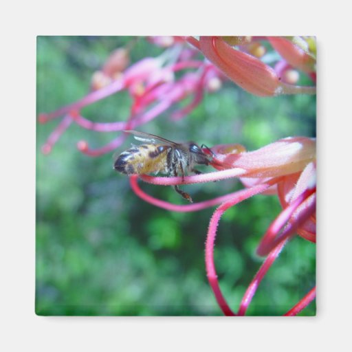 Bee Drinking From Bottlebrush Fridge Magnets