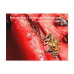 bee, watermelon, fun, fact, question, interesting