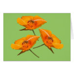 Bee Falling Poppies Cards