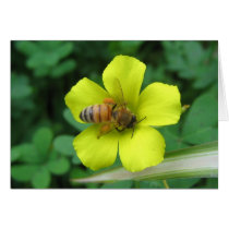 Bee Flower/all occasion cards by pastormullins Bee Flower/all occasion cards