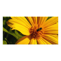 Bee Flower photo cards