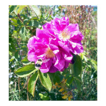 Bee Flying To A Rose Poster posters