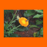 bee flying to orange to flower canvas prints