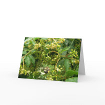 Bee gathering pollen - Greeting / note card