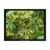 Bee gathering pollen -  Postcard