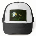 Bee hats