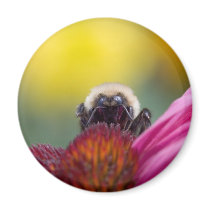 bee head magnets