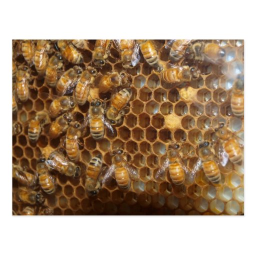 Bee Hive Postcard