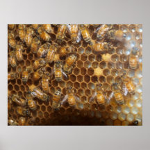 Bee Hive Posters