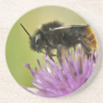 Bee I coaster coasters