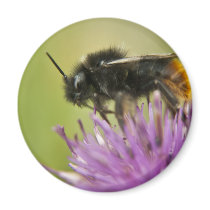 Bee I Fridge Magnet magnets