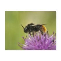 Bee I Postcard postcards