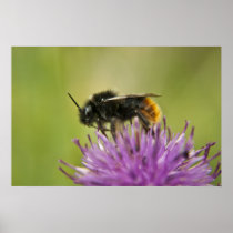 Bee I print posters