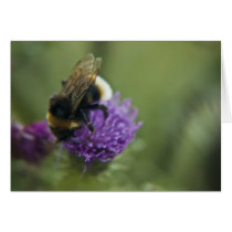 Bee II Card cards