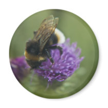 Bee II Fridge Magnet magnets