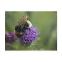 Bee II Postcard postcards