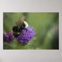 Bee II print posters