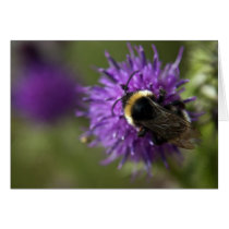 Bee III Card cards