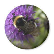 Bee III Fridge Magnet magnets