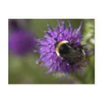 Bee III Postcard postcards